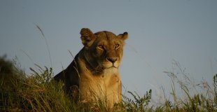 Най-доброто от Кения –  сафари в саваната на Масай Мара, Найроби и плаж на Диани бийч  с водач от България
