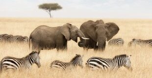 Екскурзия в КЕНИЯ - класическо сафари и почивка на Диани бийч