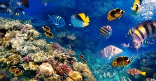 Почивка в ЕГИПЕТ - ШАРМ ЕЛ ШЕЙХ - Специална ваканционна програма за всички възрасти!